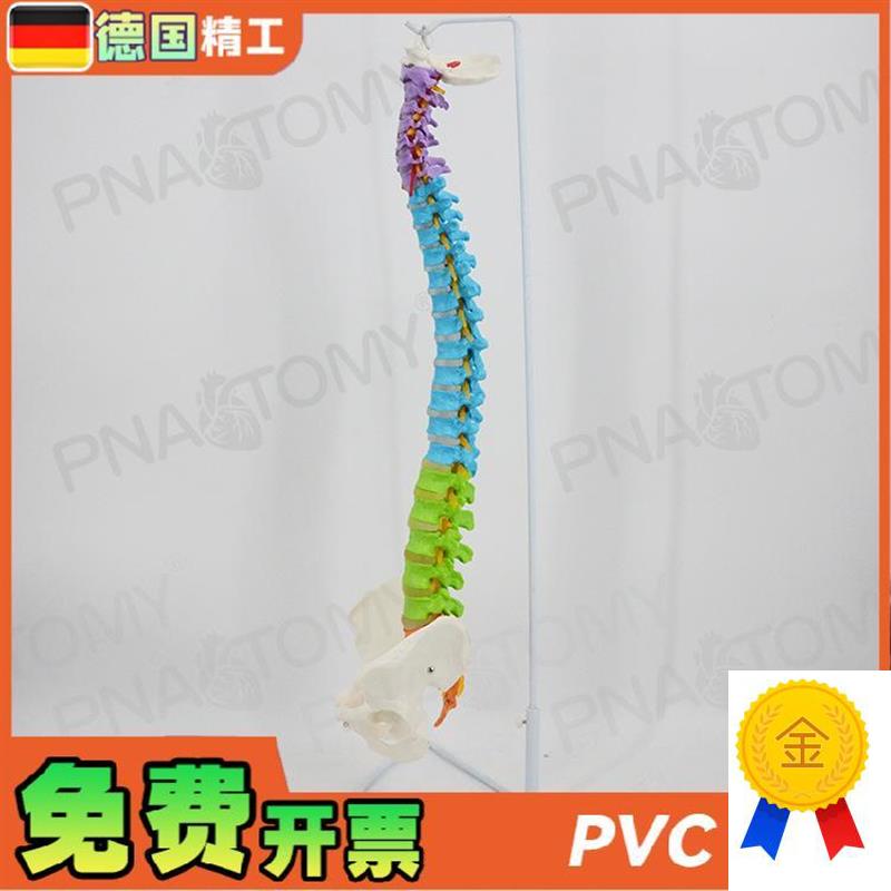 德国】彩b色脊柱模型可弯曲神经正骨脊椎骨盆骨骼模型推拿手法练