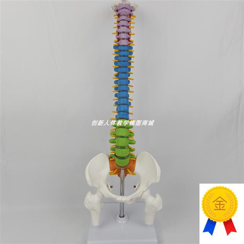 人体脊柱模型颈椎脊椎腰椎盆骨神经骨骼骨架正骨医用教Z学玩具演