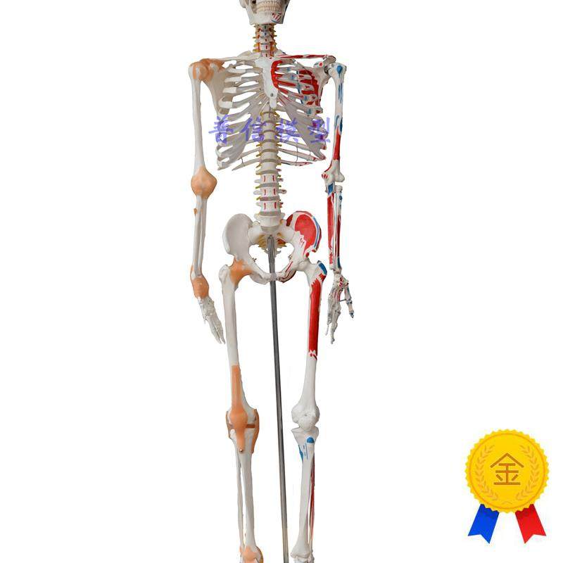 普信人体骨骼模型170cm大骨骼175Dcm教学健身可弯曲人体大骨架模