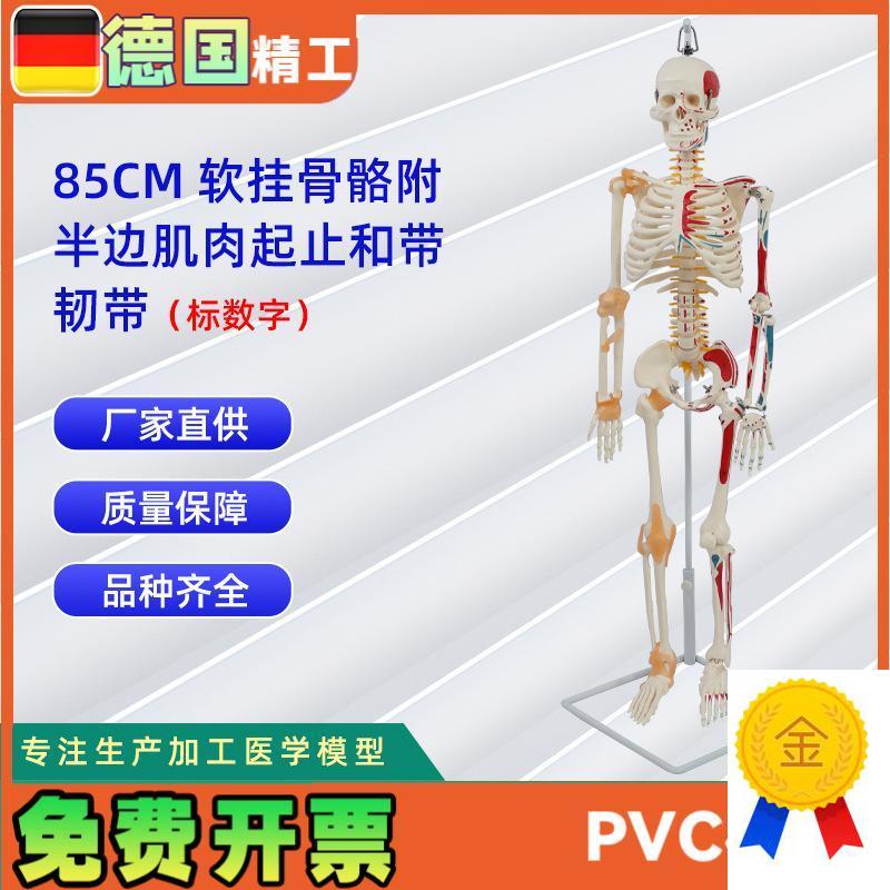 85CM软挂l骨骼合集人体骨骼模型教学器材用具