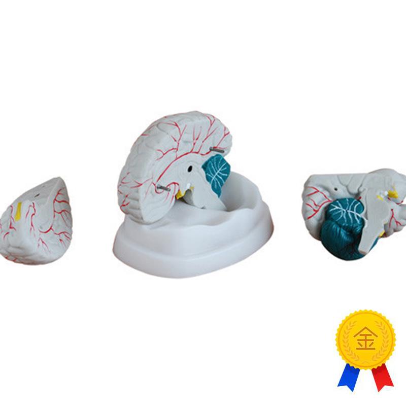 人体新型脑部解m剖模型医学用教学示教标本模具
