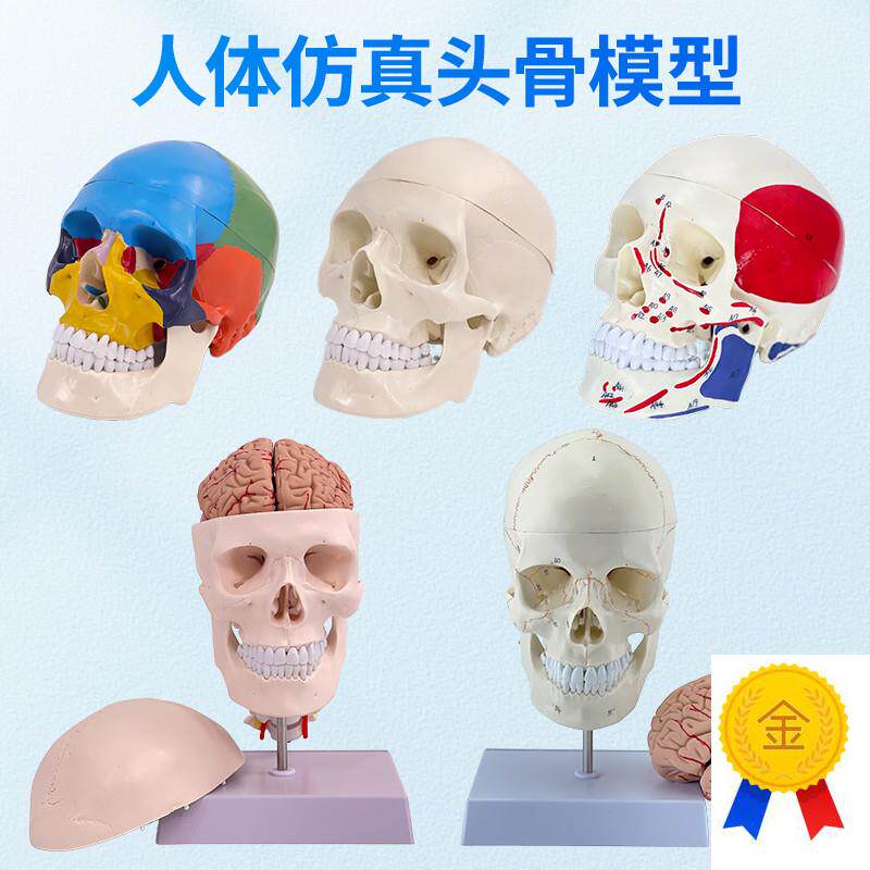 11医学仿真人体l头骨模型成人头颅骨解剖数字编码标识骷髅标本