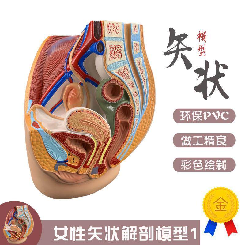 女性盆腔矢c状解剖模型女性生殖器官模型女性生殖系统子宫模型