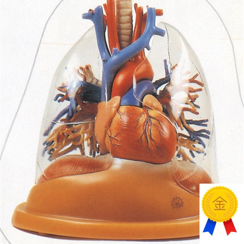 高级心脏与透f明肺气管支气管树模型/解剖放大模型GD/A13013