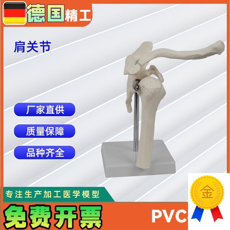 肩关节模型医学q训练人体器具医学教学器材