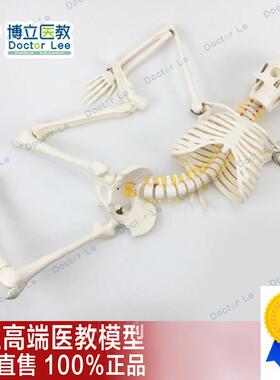 85cm人体骨骼模型骨架人体模型成人小N骷髅教学模型脊椎全身