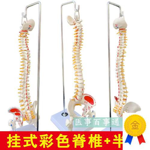 人体脊柱模型人体骨骼大脊椎成人45CM带颈椎胸椎尾U椎椎骨骨盆模