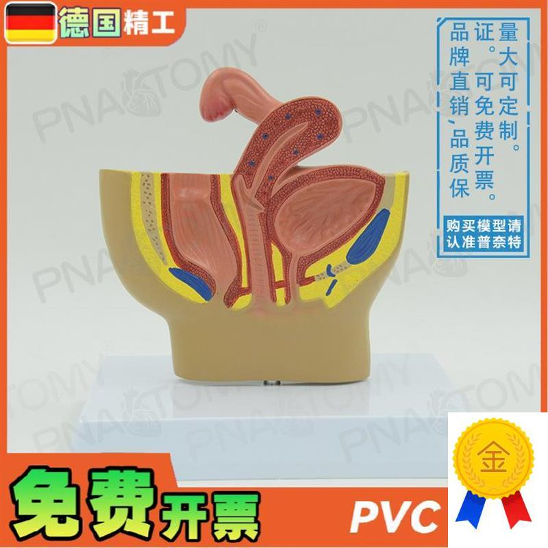 德国】女性盆腔生殖系统输卵管z膀胱阴道直肠切面解剖模型妇科计