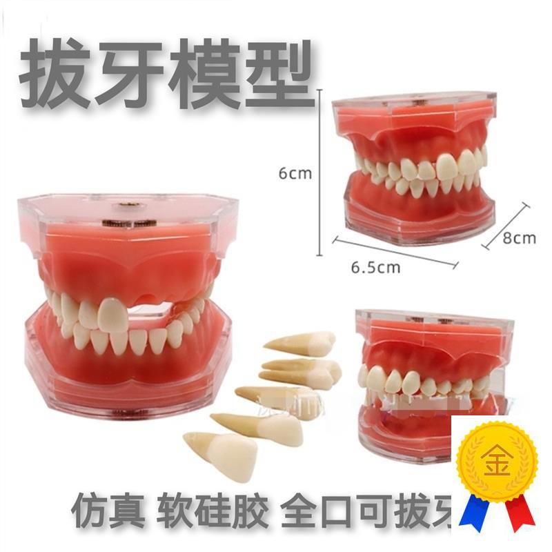 牙科模型口腔教学可拔牙软u牙龈树脂牙科医患沟通成人练习牙带牙