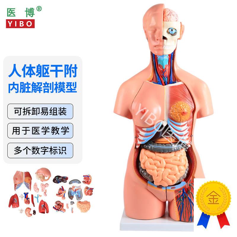 医博人体躯干解刨模g型带内脏人体解肌肉消化系统刨模型人体解刨