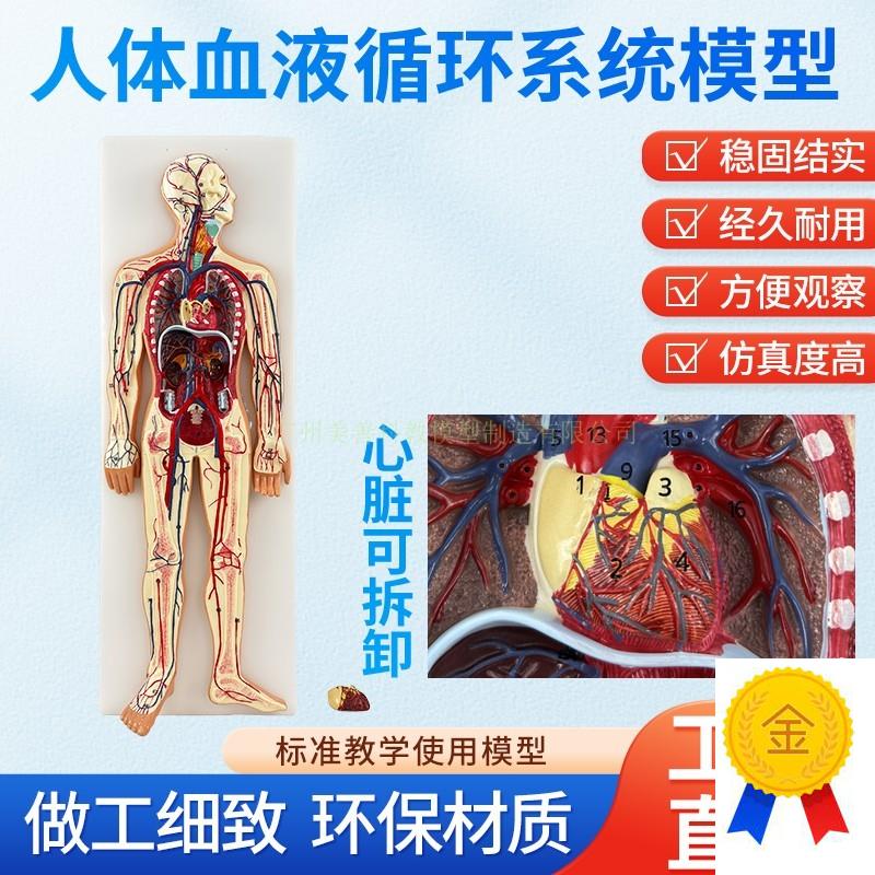 医学仿真人体血液循环系统模w型心脏外科动脉静脉神经血管解剖教