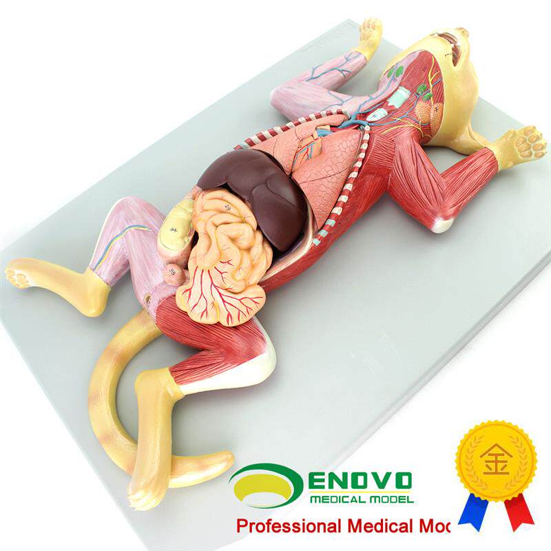 ENOVO颐诺猫解剖模型宠物器官内脏肌肉神经猫的解剖W结构生理习性