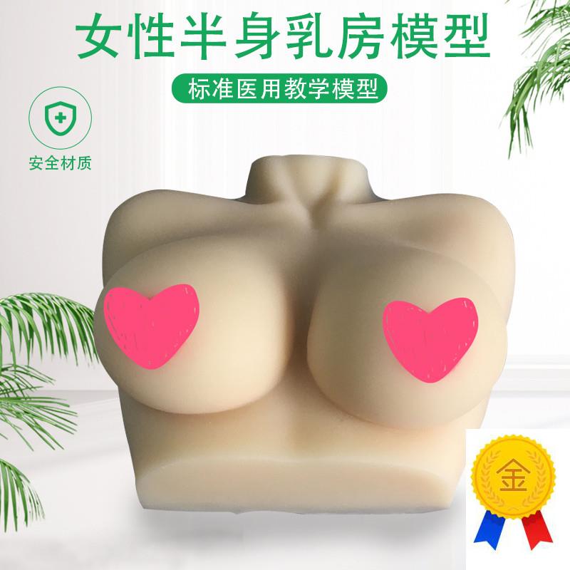 女性乳房模型仿真硅胶催乳师培训教学教具O女性乳房模型人体模型