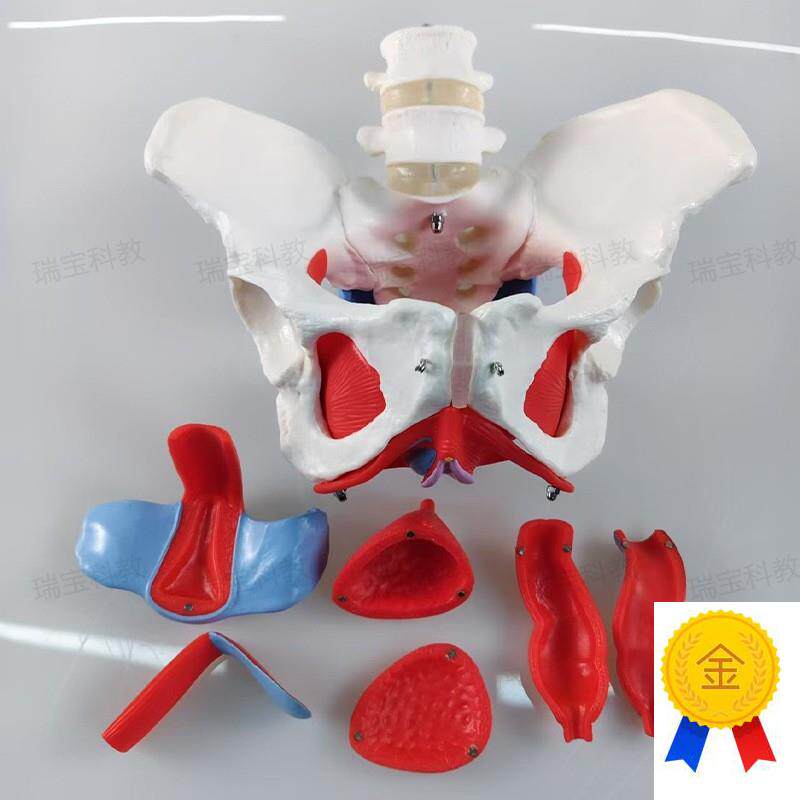 女骨盆模a型盆底肌筋膜生殖泌尿器官产康培训家政月嫂月子产后康