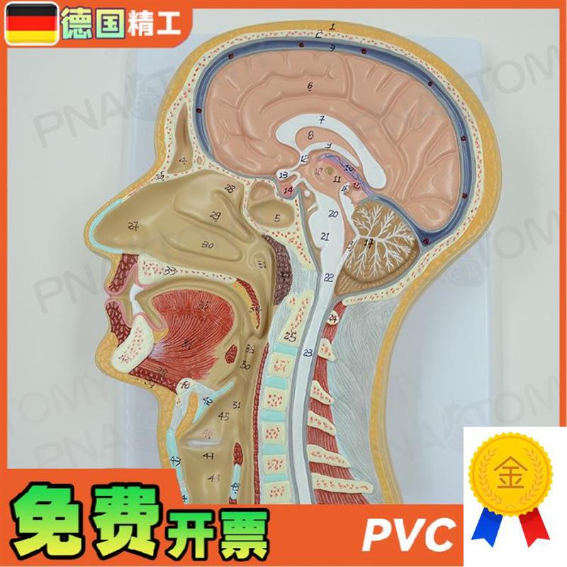 德国】人体头f部矢状切面额状切大脑结构解剖模型医学耳鼻喉科美
