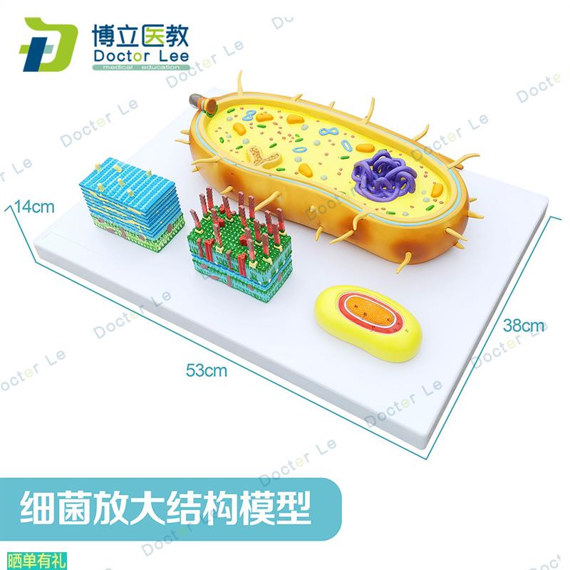 细菌放大模型三分病毒显微结构细胞标本染色体DNA生物医学模型