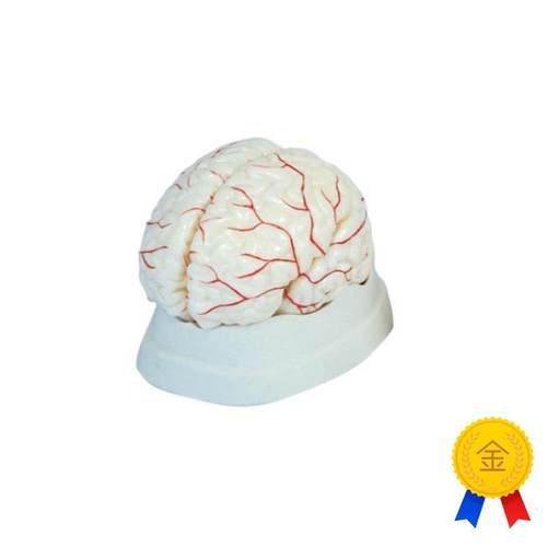 新型脑解剖模型脑动脉模型脑示教模H型人体内脏模型教学道具
