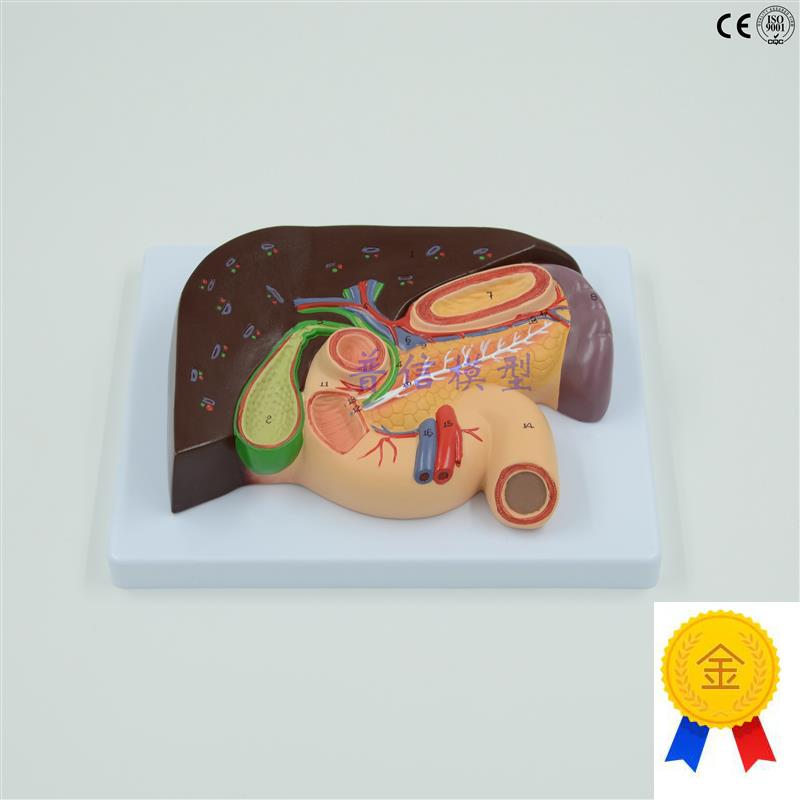 普信胰腺模型肝脏模型t十二指肠胆结石模型脾脏解剖模型医用
