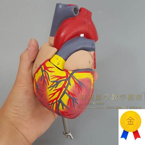 人体心脏模型医学心血管内科心C脏介入解剖教学冠状动脉包邮