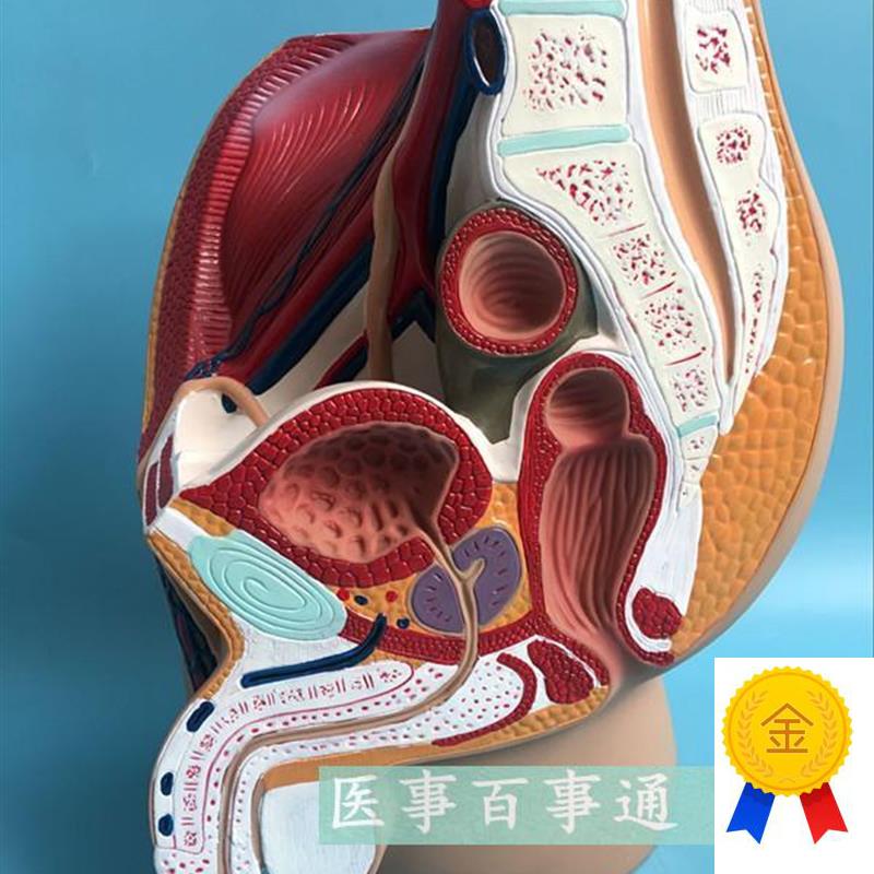 男性盆腔正c中矢状切面人体解剖模型生殖泌尿系统健康计划生育