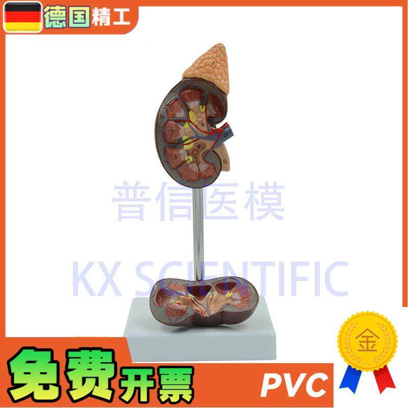 德国】人体肾模型肾解剖1比1肾脏泌尿I科医药礼品可拆教学科普教