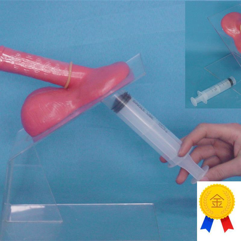 包邮男性保护套实习演q示模型男性生殖系统计生教学医用讲解展示