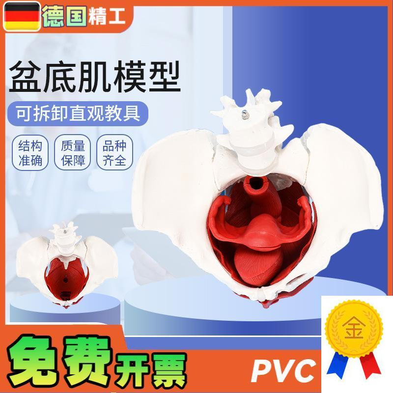 德国】女a性骨盆带盆底肌模型女盆腔结构子宫膀胱二节腰椎产后恢