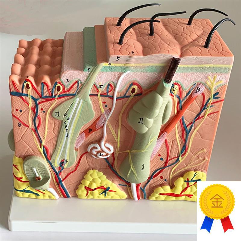 人体皮肤解剖模型表n皮毛囊解剖真皮皮下组织医学美容整形皮肤免