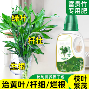 富贵竹专用营养液治叶子发黄转运竹节节高文昌竹水竹水培植物生根