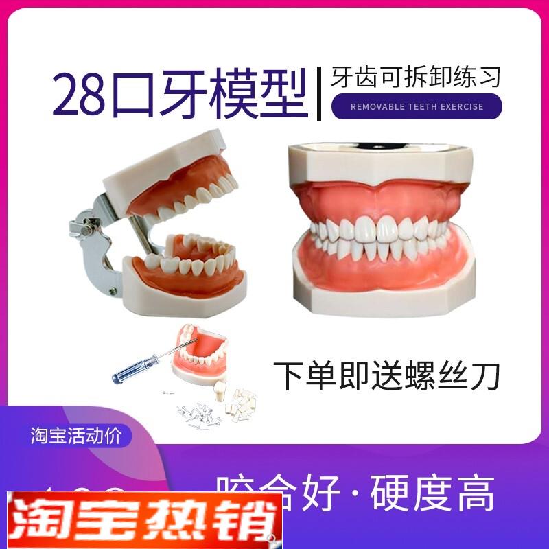 新款备牙商用开髓牙种植牙科牙粒口腔根管离体牙树脂牙考试专用牙