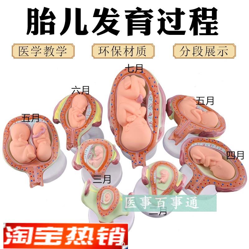 妊娠发育过程模型 胚胎计划生育模型 计生展示模型 胎儿模型 子宫