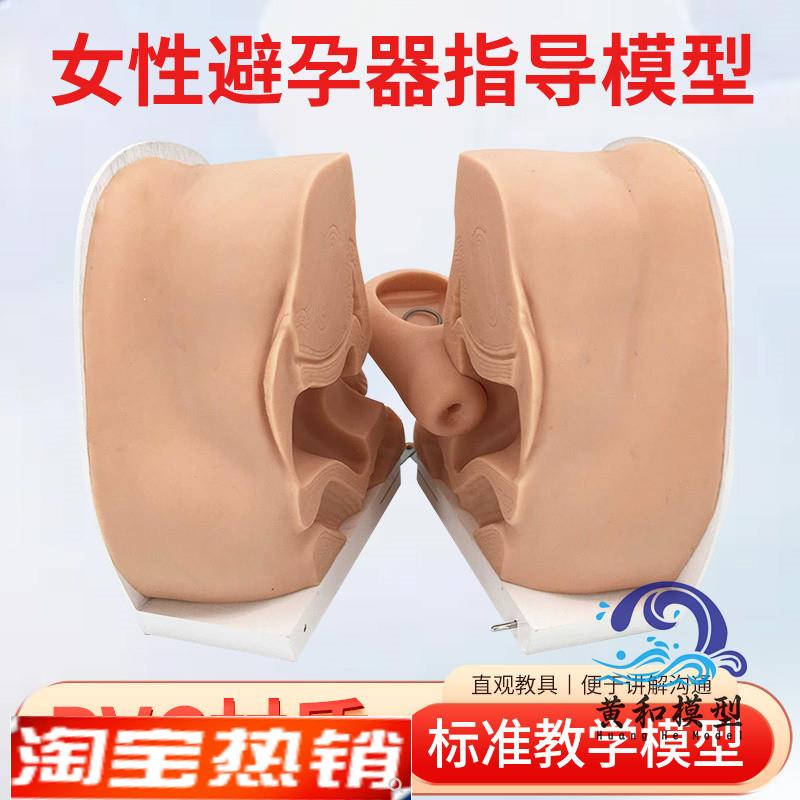 妇科教学模型成人生育软硅胶避孕检查子宫盆底肌闭合产后产康教具