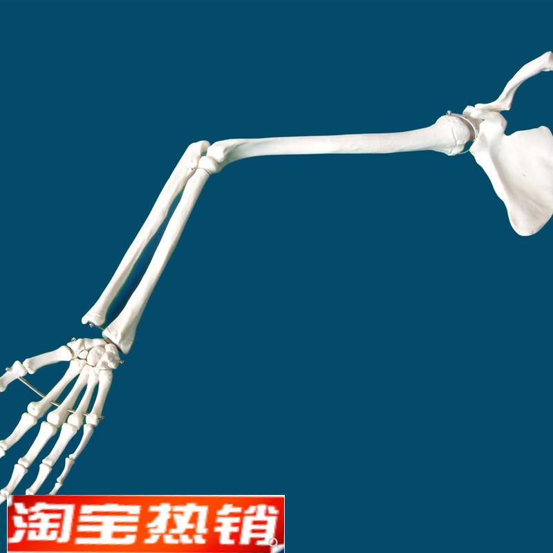 医用标准上肢骨肩关节锁骨肘关节尺骨桡骨手骨人体骨骼模型标本