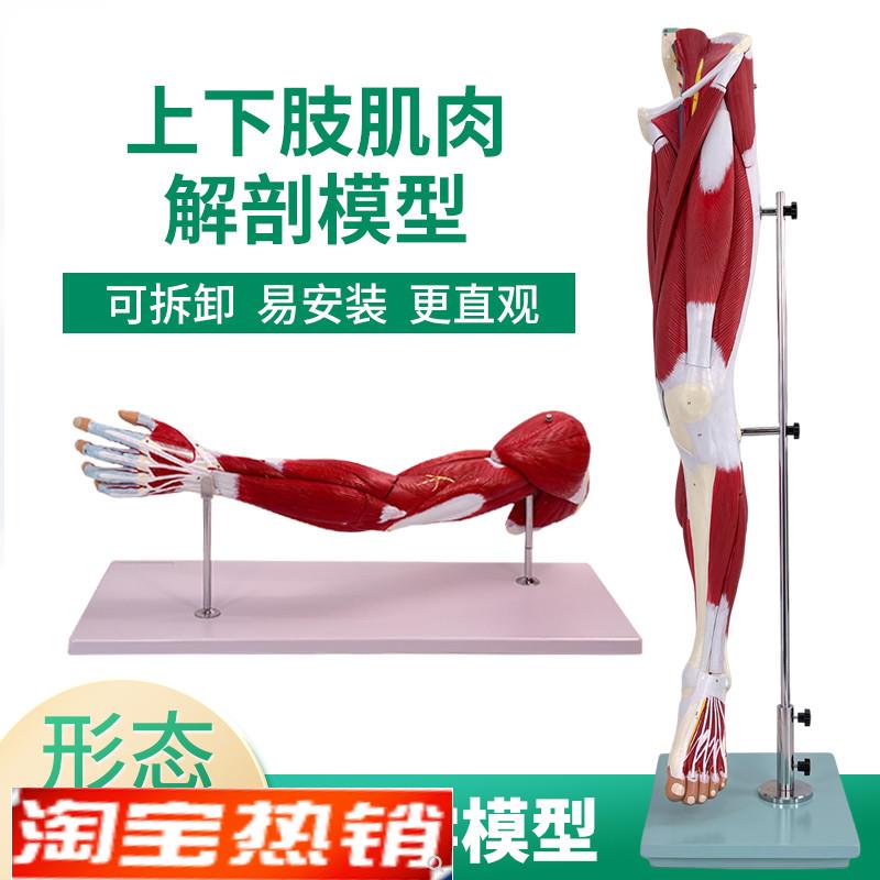 人体下肢肌肉血管神经模型腿部运动系统医学 解剖动静脉腿肌运动