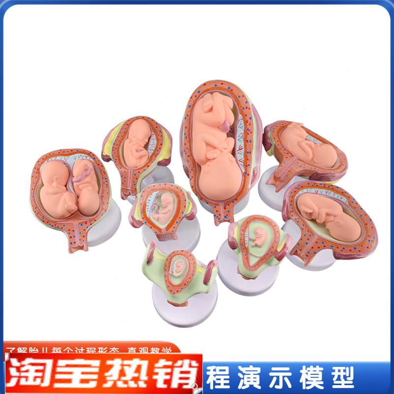 政河妊娠胚胎发育过程胎儿形成模型医院学校用具人体胚胎教学模型