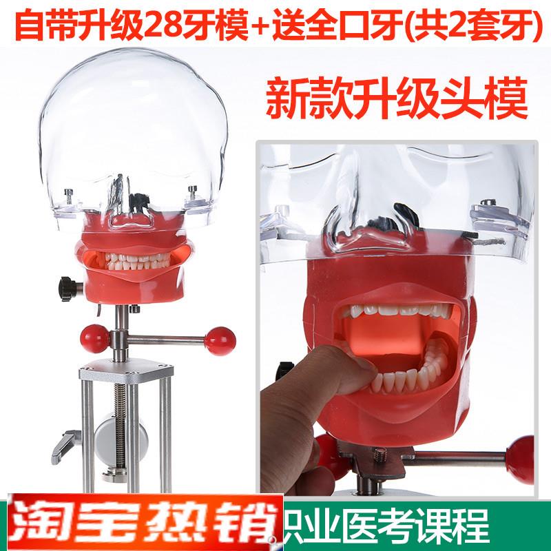 牙科材料口腔备牙模型器械工具离体牙备牙种植树脂牙简易仿真头模