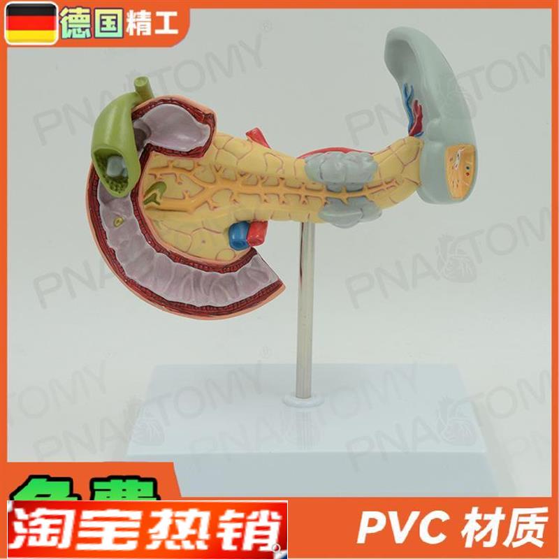 德国】人体内脏解剖胰脾十二指肠胰腺肝模型教学 内科医学教具