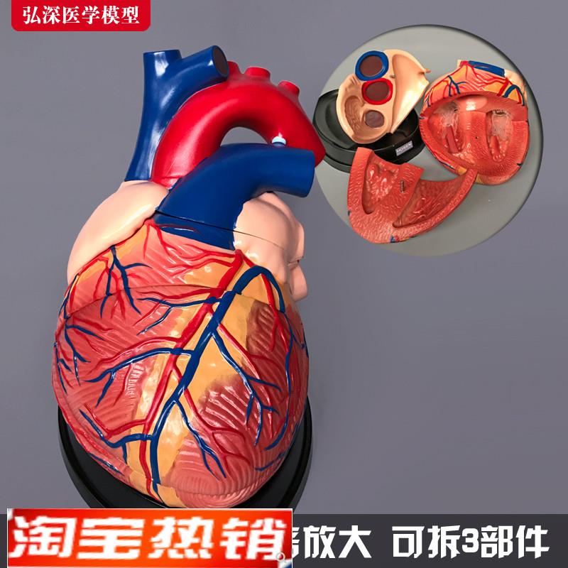 心脏模型4倍放大人体内脏器官解剖血管动静脉弘深医学教学模具