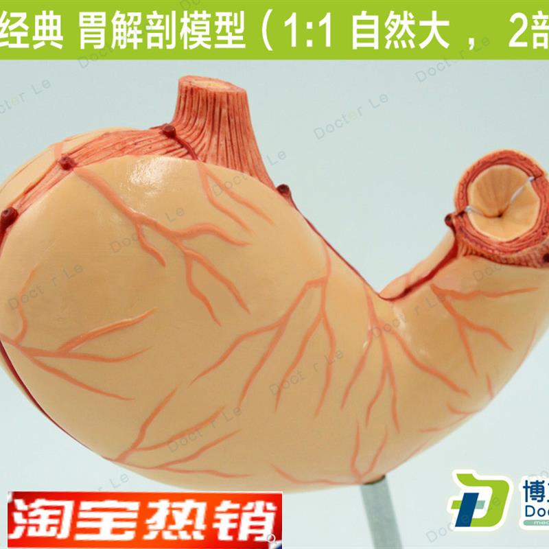 1:1人体胃解剖模型人体消化解剖系统医学器官消化内科教学模型