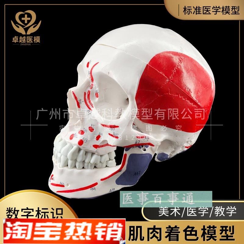 彩色头骨模型 头颅模型,着色3部分 肌肉着色头骨骷髅头颅骨模型