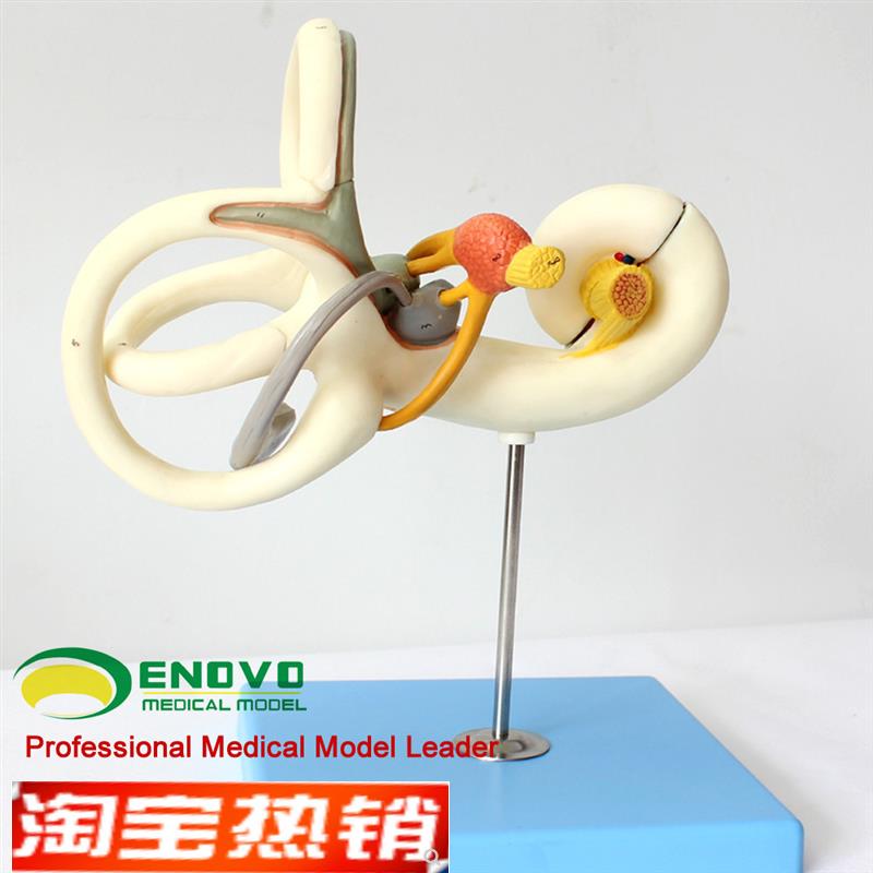 颐诺正品人体内耳迷路放大模型听觉系统耳鼻喉科医患沟通教具