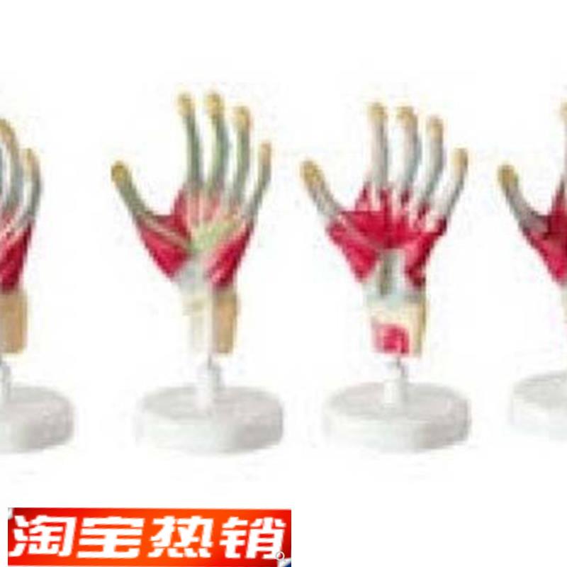 厂家正品包邮手掌解剖模型,手教学模型,示教学型,解剖层次