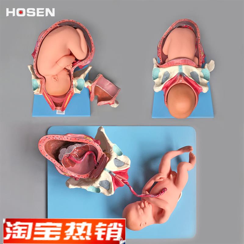 A42007 足月胎儿分娩过程模型妊娠步骤助产程妇产科学医学教学模