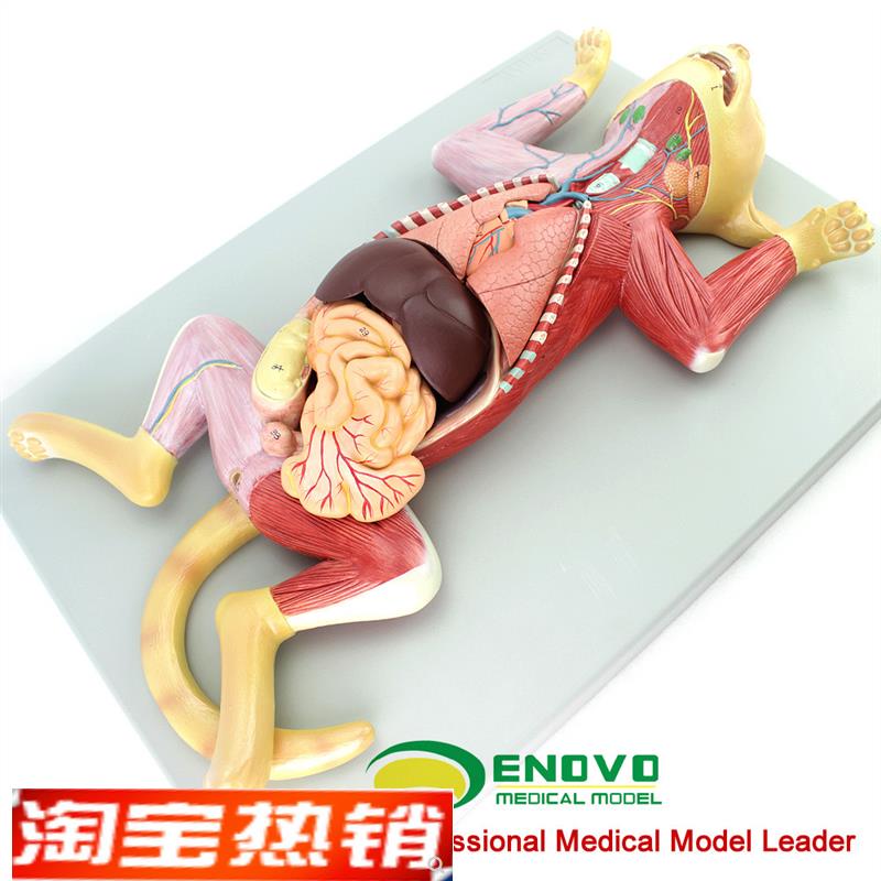 ENOVO颐诺猫解剖模型 宠物器官内脏肌肉神经猫的解剖结构生理习性