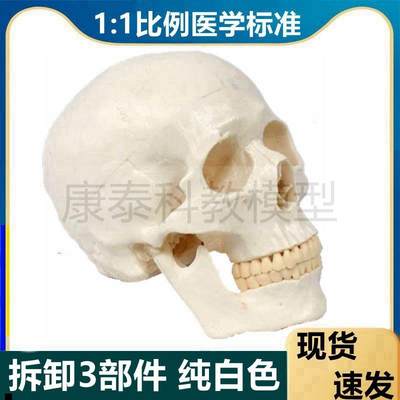 1比1艺用人体肌肉骨骼头雕骷髅头骨绘画参考胸像解剖头颅模型美术