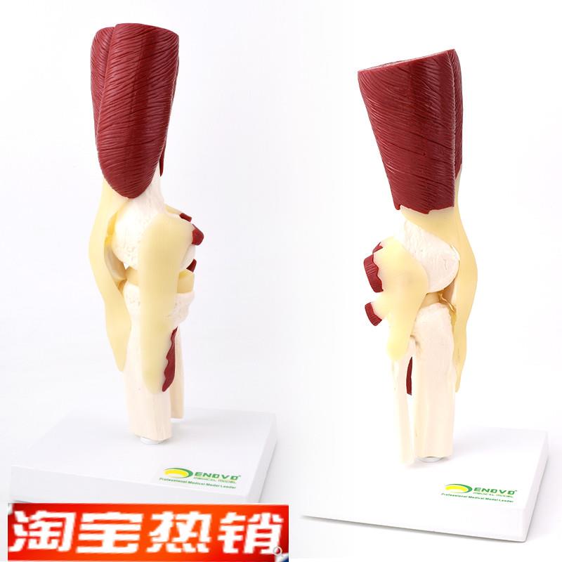 ENOVO颐诺人体膝关节肌肉群模型