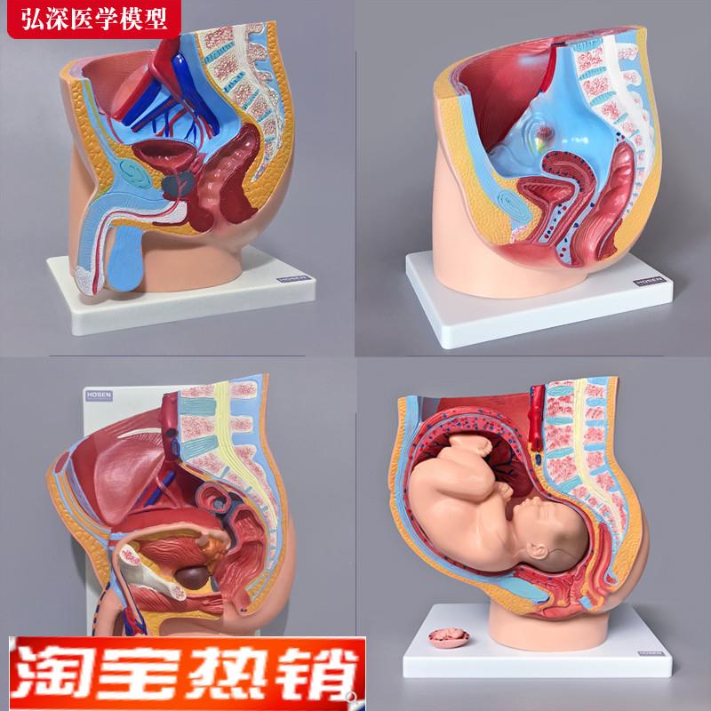人体生殖系统模型矢状面解剖男女盆腔腹部器官妇产科医学教学模具