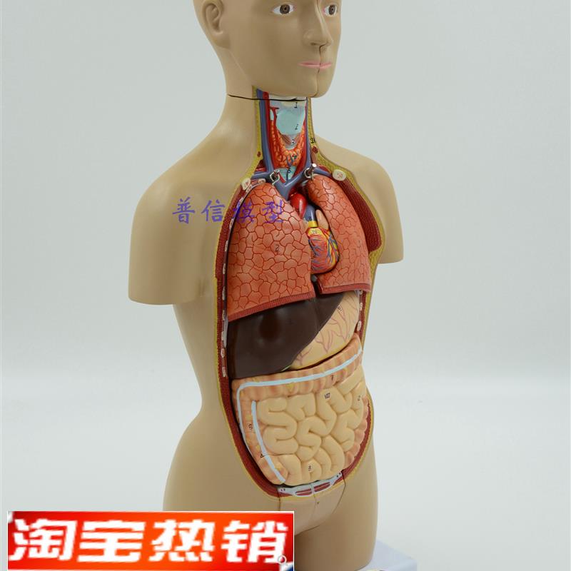 医用人体器官解剖模型 人体内脏结构 人体拼装模型 躯干模型