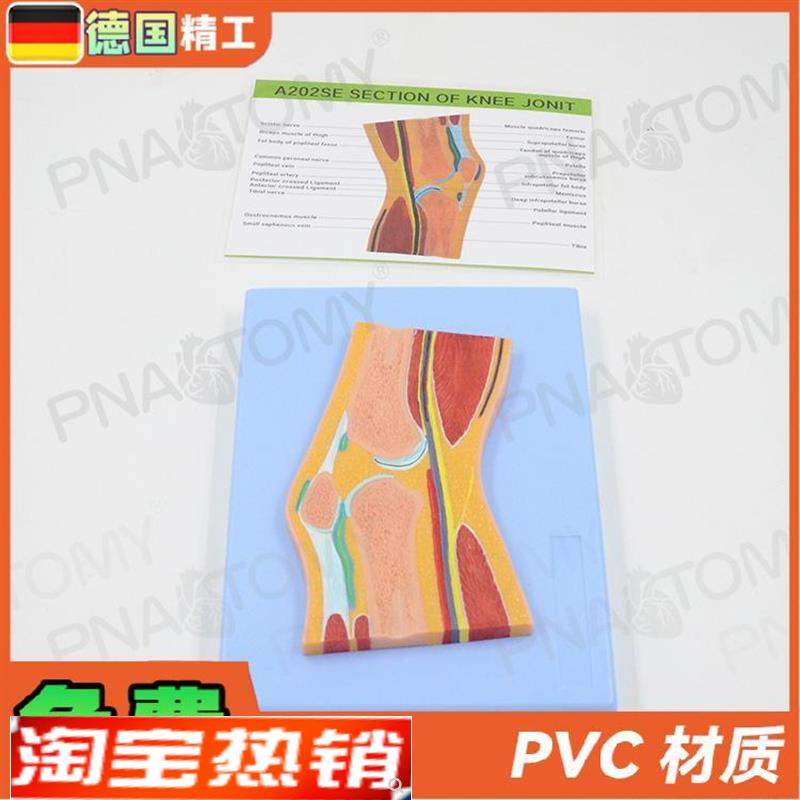 德国】人体MRI膝关节骨骼肌肉剖面构造解剖模型医学骨科疼痛科教