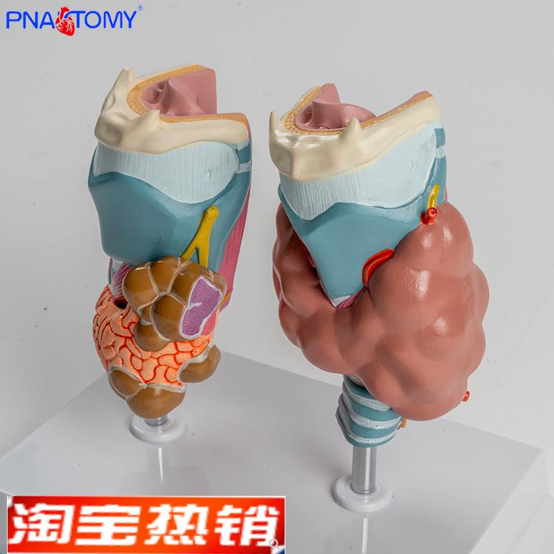 人体喉部解剖模型肌肉软骨组织结构鼓膜咽鼓管喉腔声带